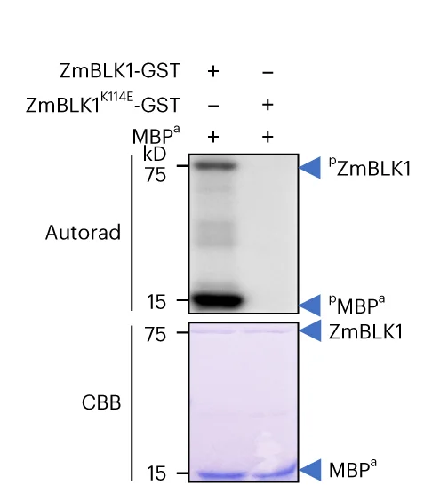 Open access visualization of Gel, Autophosphorylation, Kinase Activity, ZmBLK1, CBB Staining