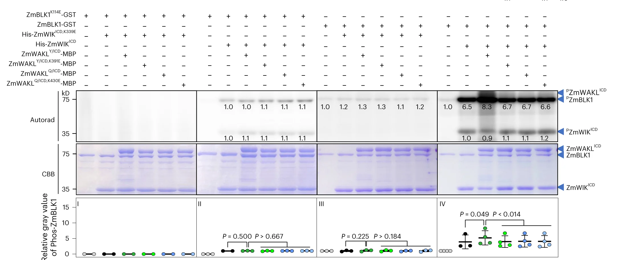 Open access visualization of Gel, Scatter Plot, Mutual Phosphorylation Assays, ZmWAKL, ZmWIK