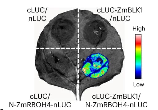Open access visualization of Photo, Microscopy, Heatmap, SLC Assay, N-ZmRBOH4