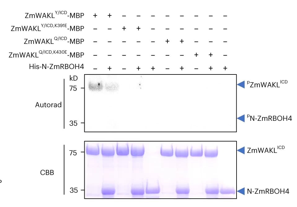 Open access visualization of Gel, In Vitro Kinase Assay, ZmWAKL, N-ZmRBOH4