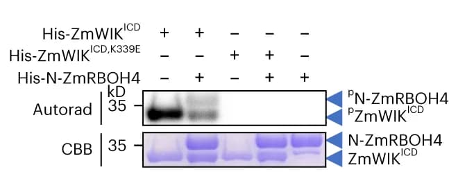 Open access visualization of Gel, In Vitro Kinase Assay, ZmWIK, N-ZmRBOH4