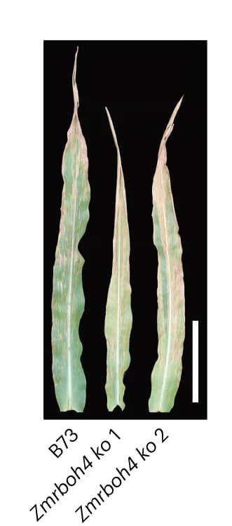 Open access visualization of Photo, Ear Leaves, B73, ZmRBOH4 Knockout Plants, C. Zeina