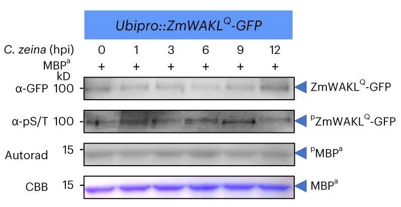 Open access visualization of Gel, Phosphorylation, Kinase Activity, ZmWAKL, GFP