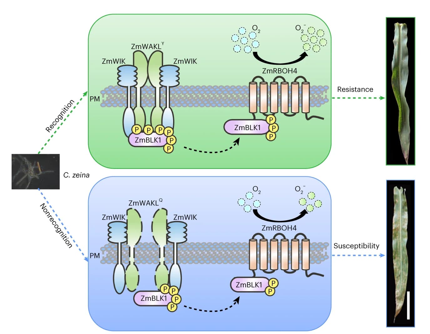 Open access visualization of Workflow, Illustration, Photo, ZmWAKL, GLS Resistance