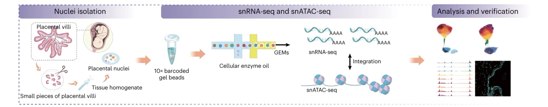 Open access visualization of Workflow, Illustration, Samples, Nuclear Isolation, Sequencing Experiments
