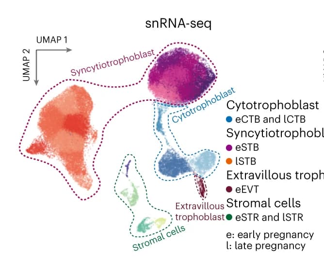 Open access visualization of UMAP, UMAP Embeddings, snRNA-seq, Nuclei