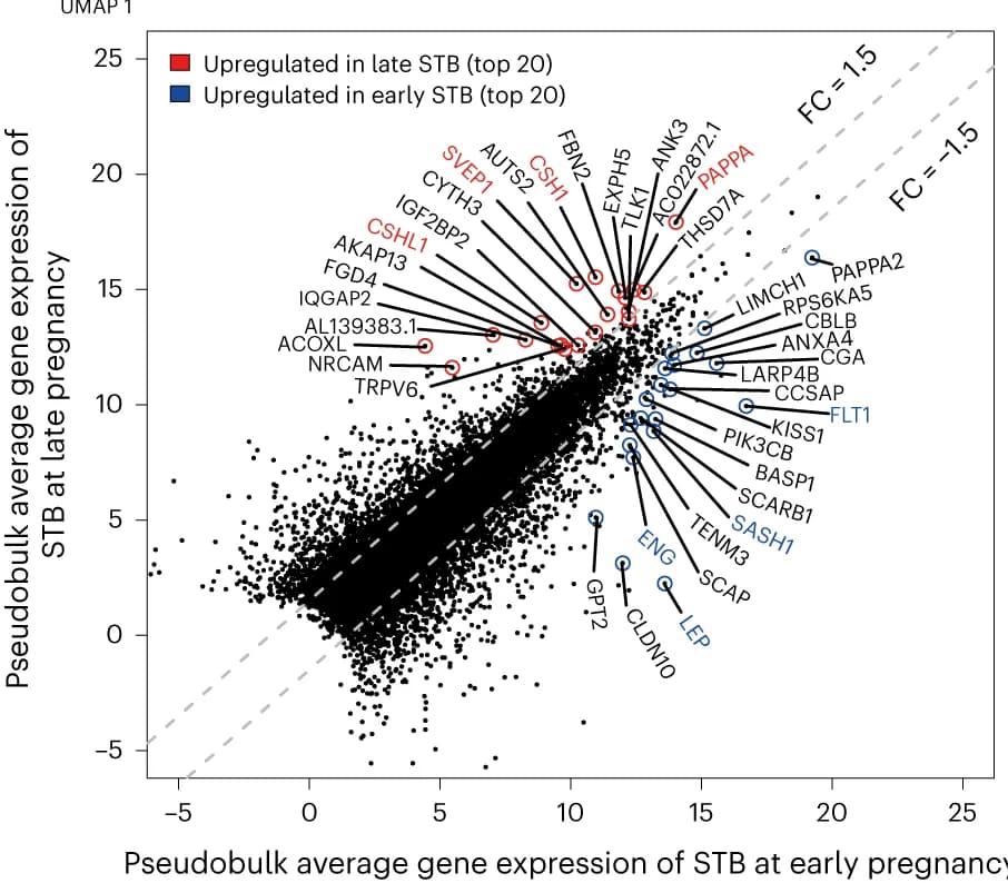 Open access visualization of Scatter Plot, Regression Plot, DEGs, STB Nuclei, Early Pregnancy