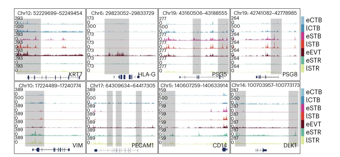 Open access visualization of Line Plot, Density Plot, snATAC-seq, Genomic Tracks, Chromatin Accessibility