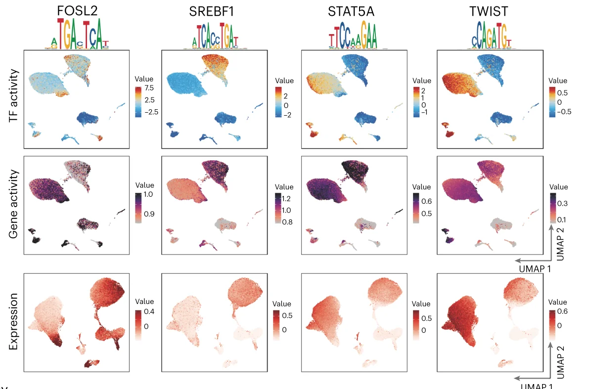 Open access visualization of UMAP, Scatter Plot, TFs, snATAC-seq, TF Activity Scores