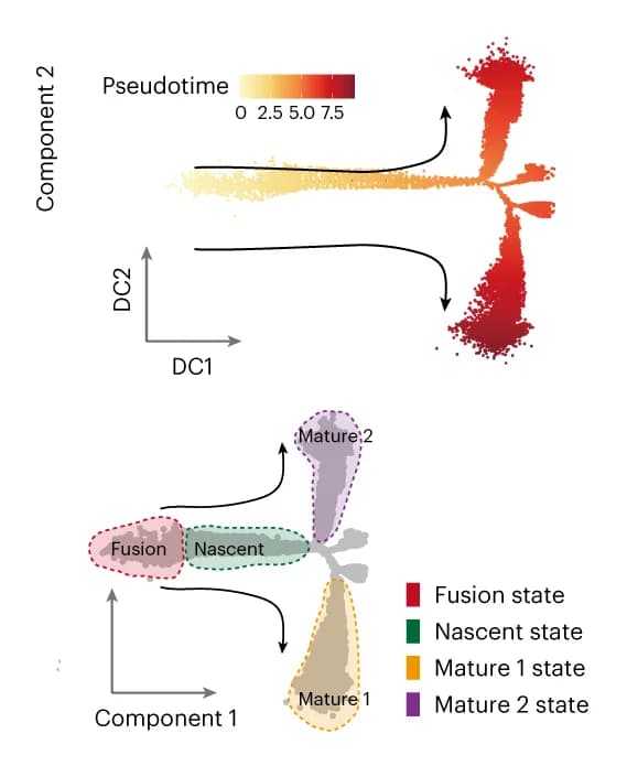 Open access visualization of Scatter Plot, UMAP, Line Plot, CTB Nuclei, STB Nuclei