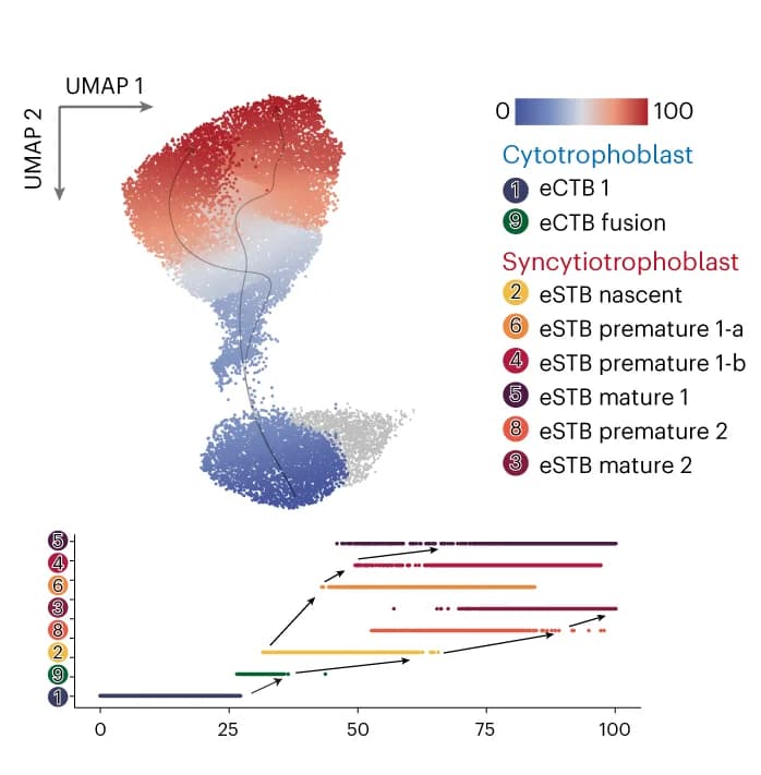 Open access visualization of UMAP, Scatter Plot, Line Plot, Line Step, snATAC-seq