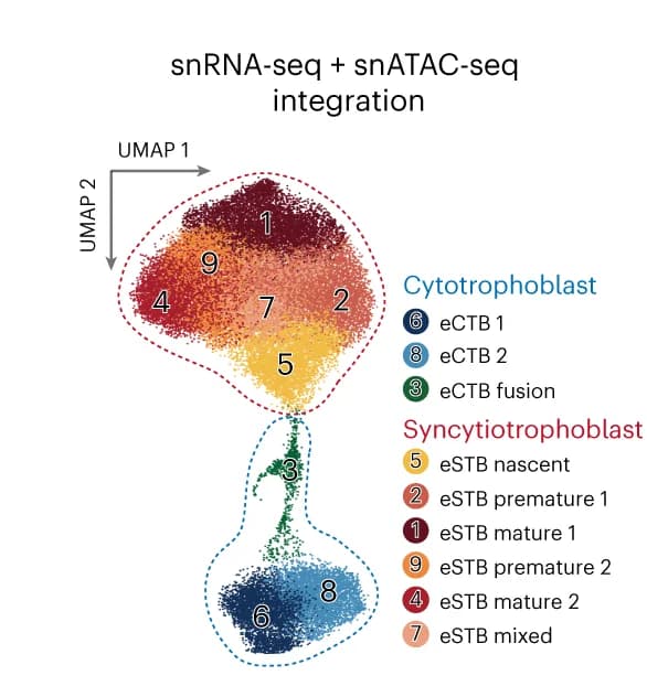 Open access visualization of Scatter Plot, UMAP, CTB Nuclei, STB Nuclei, snRNA-seq
