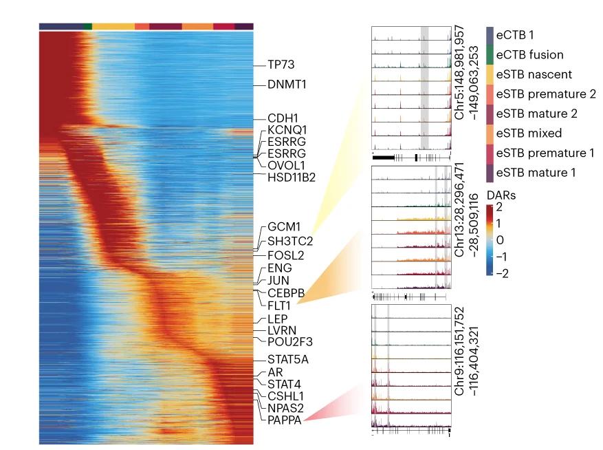 Open access visualization of Heatmap, Line Plot, Pseudotime Ordering, DARs, Early Pregnancy