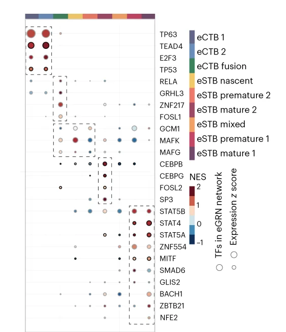Open access visualization of Bubble Plot, Heatmap, TF-Mining Heatmap, Master TFs, Nucleus Type