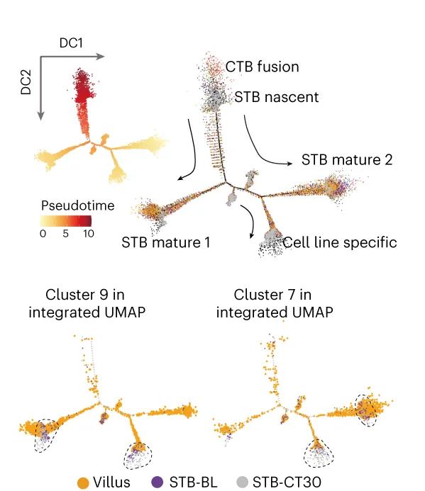 Open access visualization of UMAP, Scatter Plot, Pseudotime Ordering, CTB Nuclei, STB Nuclei