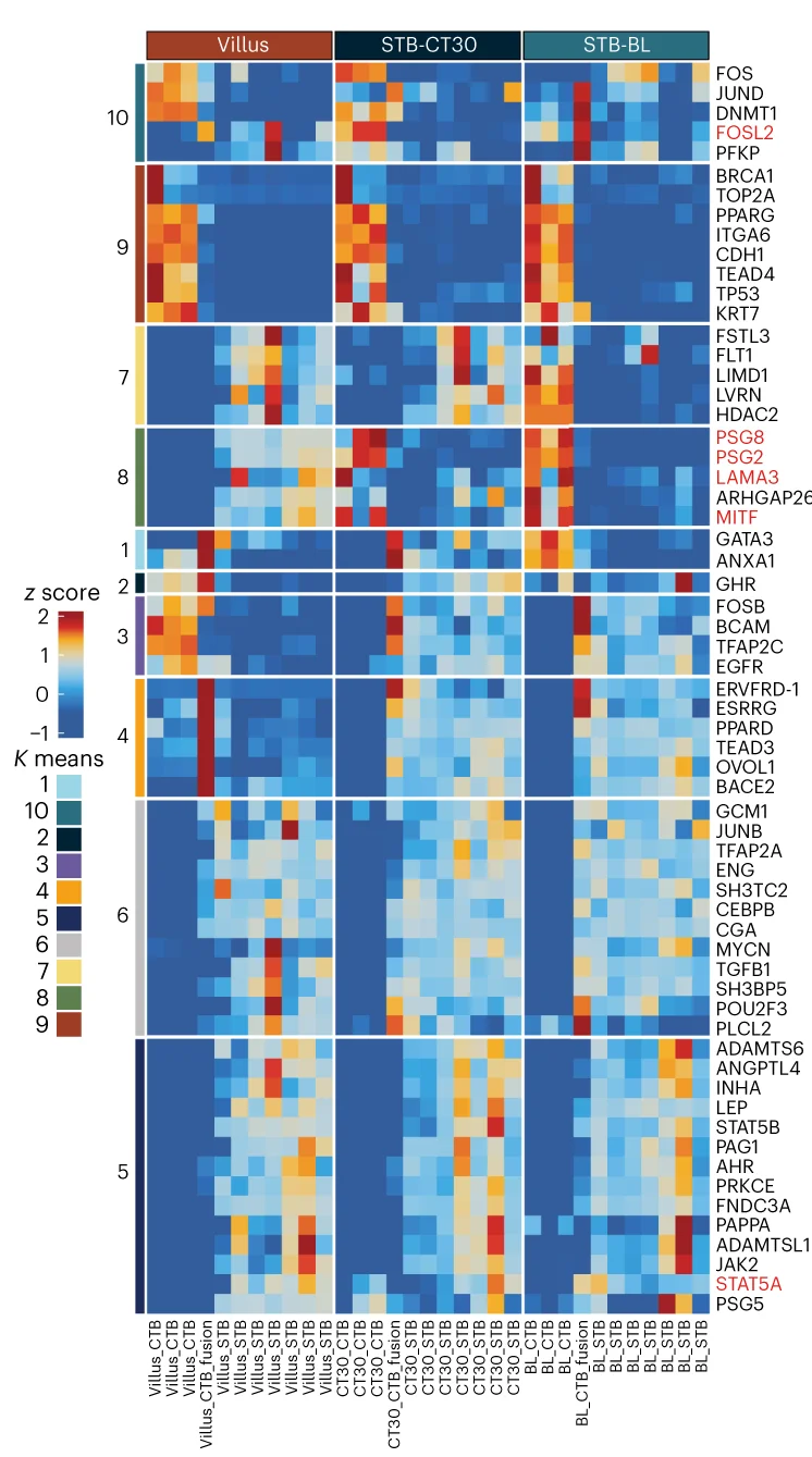 Open access visualization of Heatmap, Clustered, Expression Patterns, Marker Genes, Master TFs