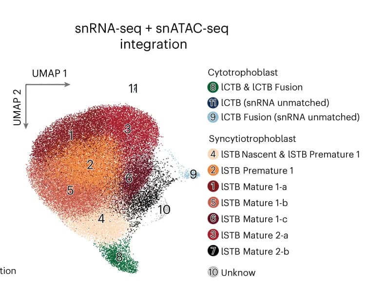 Open access visualization of UMAP, lCTB, lSTB Nuclei, snRNA-seq, snATAC-seq
