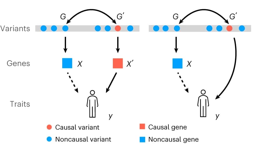 Open access visualization of Workflow, Flowchart, Illustration, TWAS, False-Positive Findings