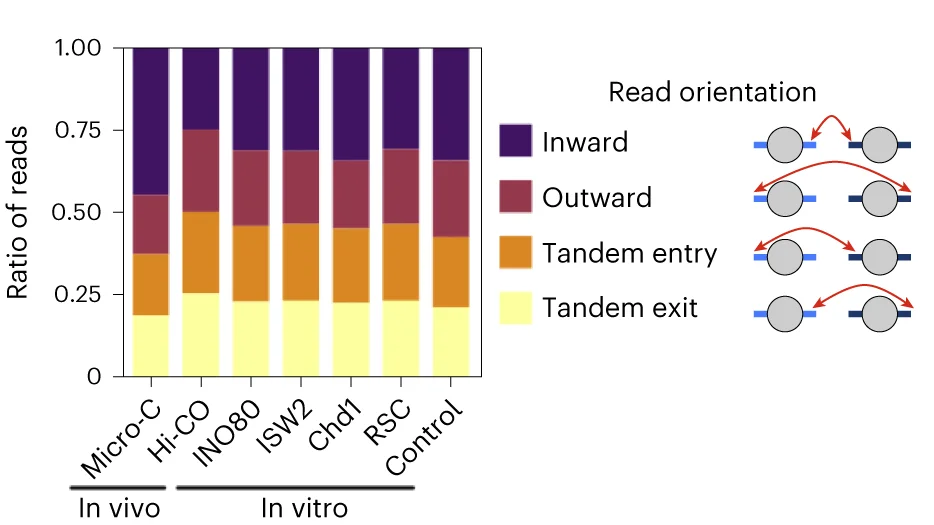 Open access visualization of Stacked Bar Plot, Illustration, In Vitro, Micro-C, Nucleosomes