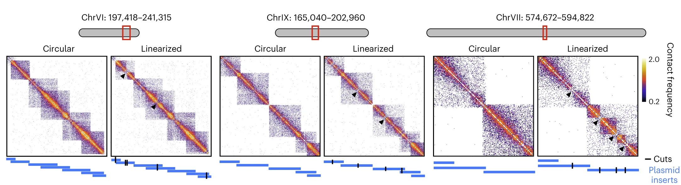 Open access visualization of Heatmap, Contact Matrices, In Vitro, Micro-C, Genomic Regions
