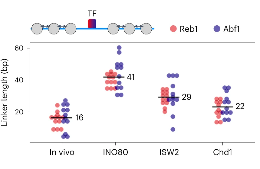 Open access visualization of Scatter Plot, Error Bars, Linker Distances, MNase-seq, Nucleosomes