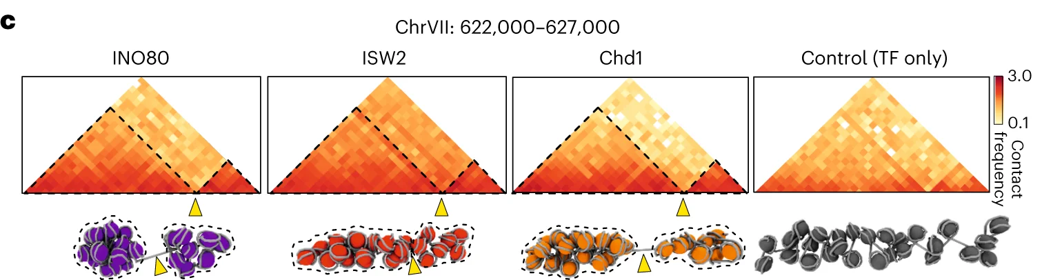 Open access visualization of Heatmap, Illustration, MD Simulations, Chromatin Domains, NFRs