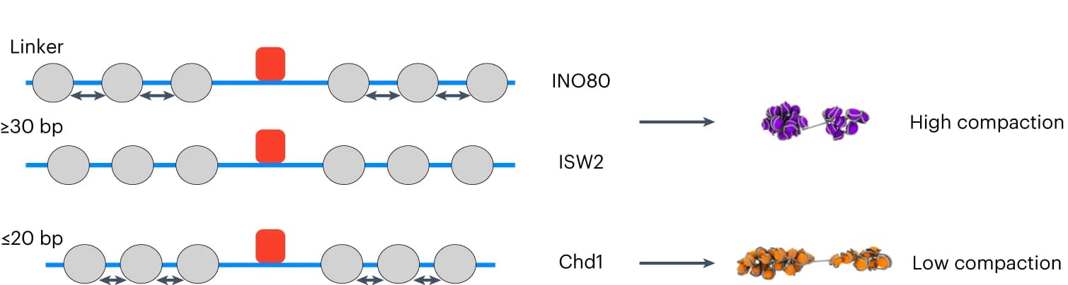 Open access visualization of Workflow, Illustration, Chromatin Domain, Linker Length, Compaction