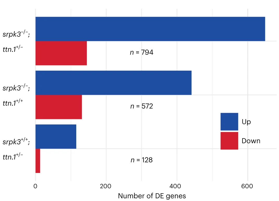 Open access visualization of Bar Plot, Stacked Bar Plot, DE Genes, Double Mutant, Zebrafish