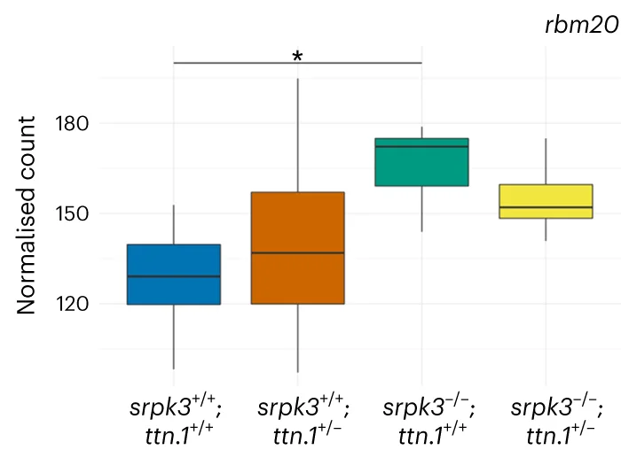 Open access visualization of Box Plot, mRNA, Zebrafish, RBM20, srpk3