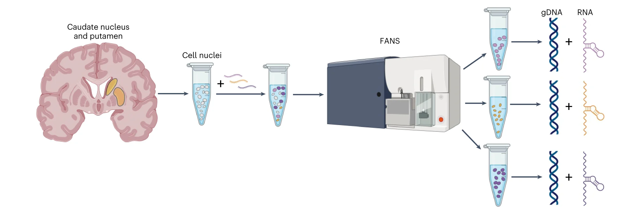 Open access visualization of Workflow, Illustration, Genomic DNA, Nuclear RNA, Cell Nuclei