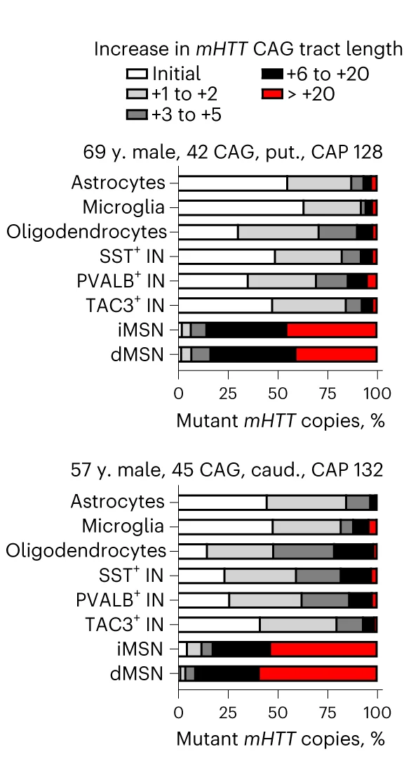 Open access visualization of Stacked Bar Plot, mHTT Copies, CAG Tract Length, Striatal Cell Types, Donors