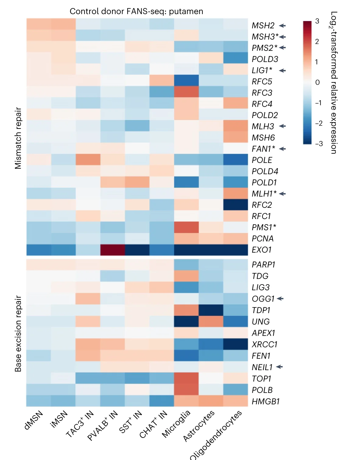 Open access visualization of Heatmap, Heatmaps, MMR Genes, BER Genes, Putamen