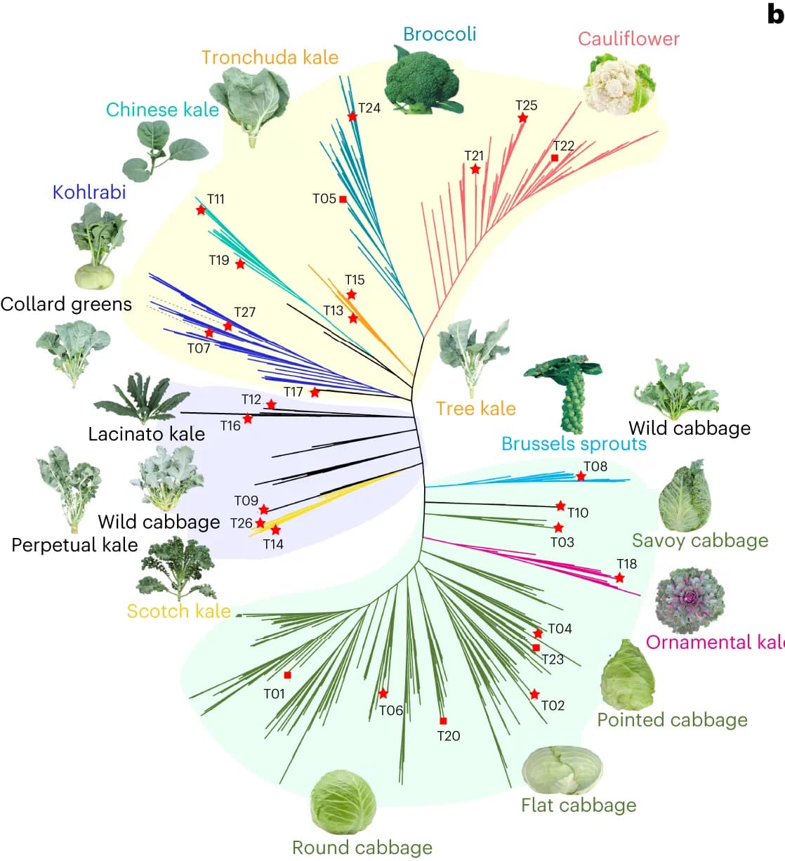 Open access visualization of Network, Pathway, Phylogenetic Tree, B. oleracea Accessions, Morphotype Groups