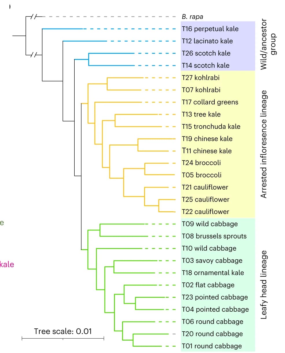 Open access visualization of Network, Pathway, Phylogenetic Tree, B. oleracea Accessions, B. rapa