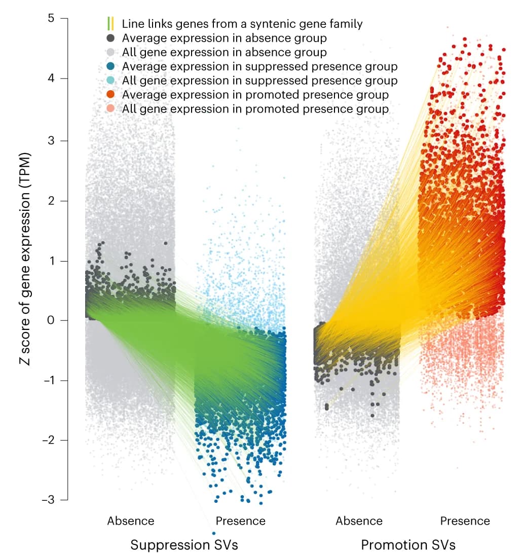 Open access visualization of Scatter Plot, Line Plot, SV Genes, Syntenic Gene Families, Gene Expression