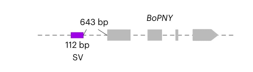 Open access visualization of Illustration, SV, BoPNY