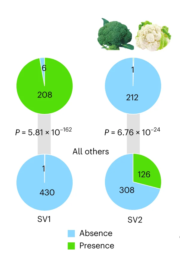 Open access visualization of Pie Chart, Accessions, SV, BoCKX3, Genotypes