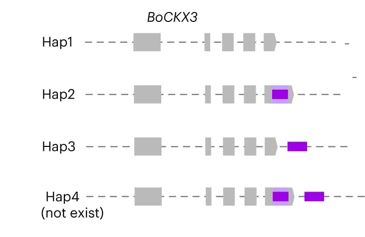 Open access visualization of Illustration, Haplotype Groups, SVs