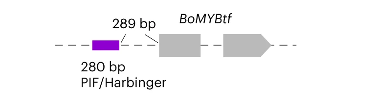 Open access visualization of Workflow, Illustration, TE Insertion, SV, BoMYBtf