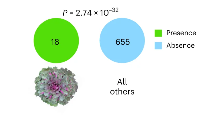 Open access visualization of Venn Diagram, Photo, SV, BoMYBtf, Ornamental Kale