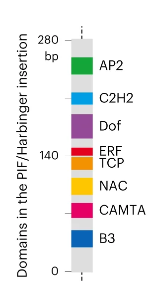 Open access visualization of Bar Plot, TF-binding Elements, PIF/Harbinger Insertion