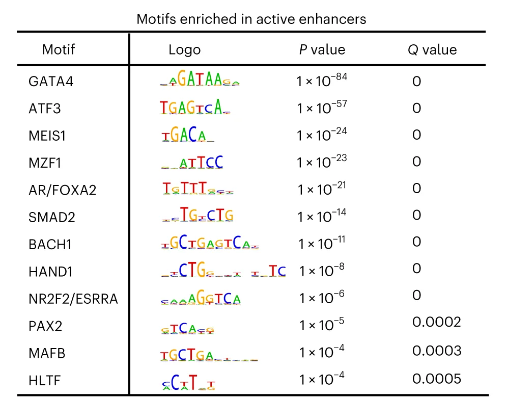 Open access visualization of Table Image, Motif Analysis, Active Enhancers, Genomic Background, Inactive Enhancers