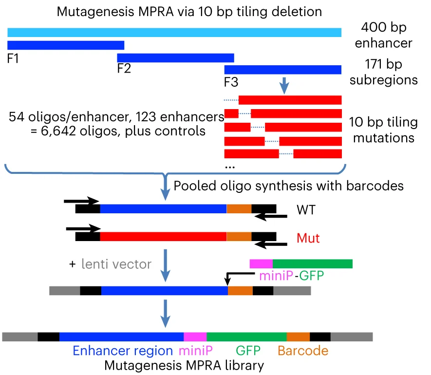 Open access visualization of Workflow, Flowchart, Illustration, Mutagenesis MPRA, Enhancer