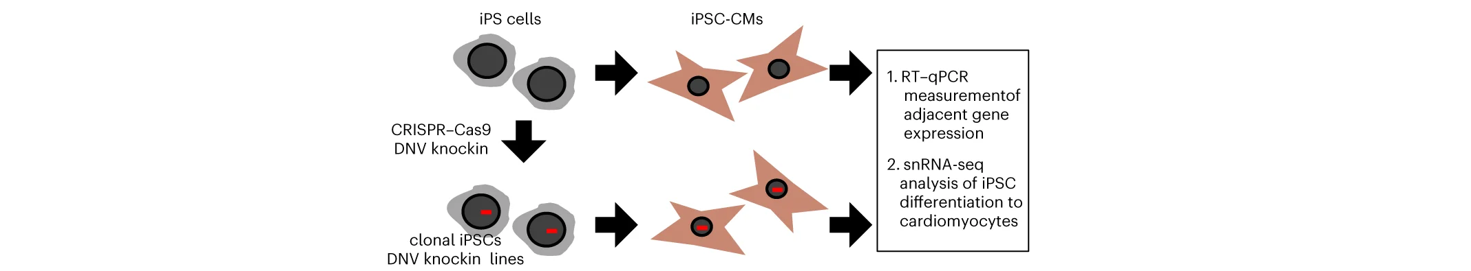 Open access visualization of Workflow, Flowchart, Illustration, CRISPR-Cas9, ncDNVs