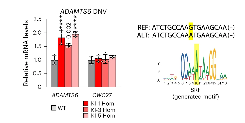 Open access visualization of Bar Plot, Error Bars, ncDNVs, CHD-Associated Genes, RT-qPCR