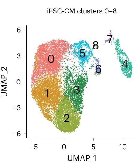 Open access visualization of Scatter Plot, UMAP, Wild-Type, ncDNV, Knock-In