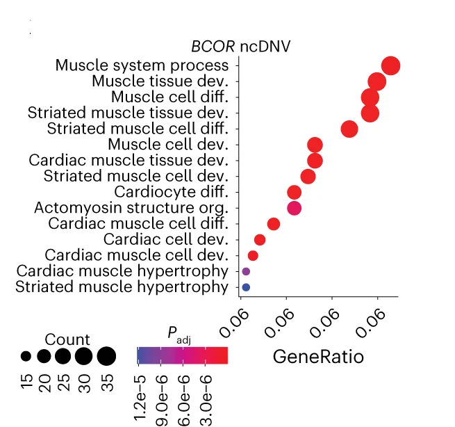 Open access visualization of Bubble Plot, Gene Ontology, Differentially Expressed Genes, BCOR, ncDNV