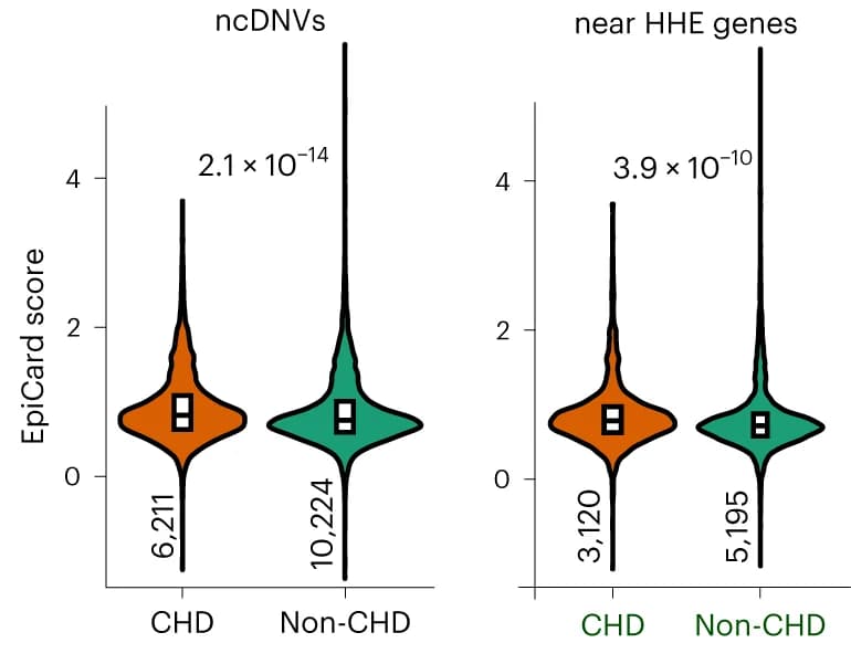 Open access visualization of Violin Plot, Box Plot, EpiCard Scores, ncDNVs, CHD