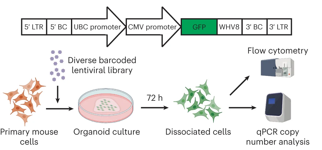 Open access visualization of Workflow, Flowchart, Illustration, Lentiviral Construct, Barcodes