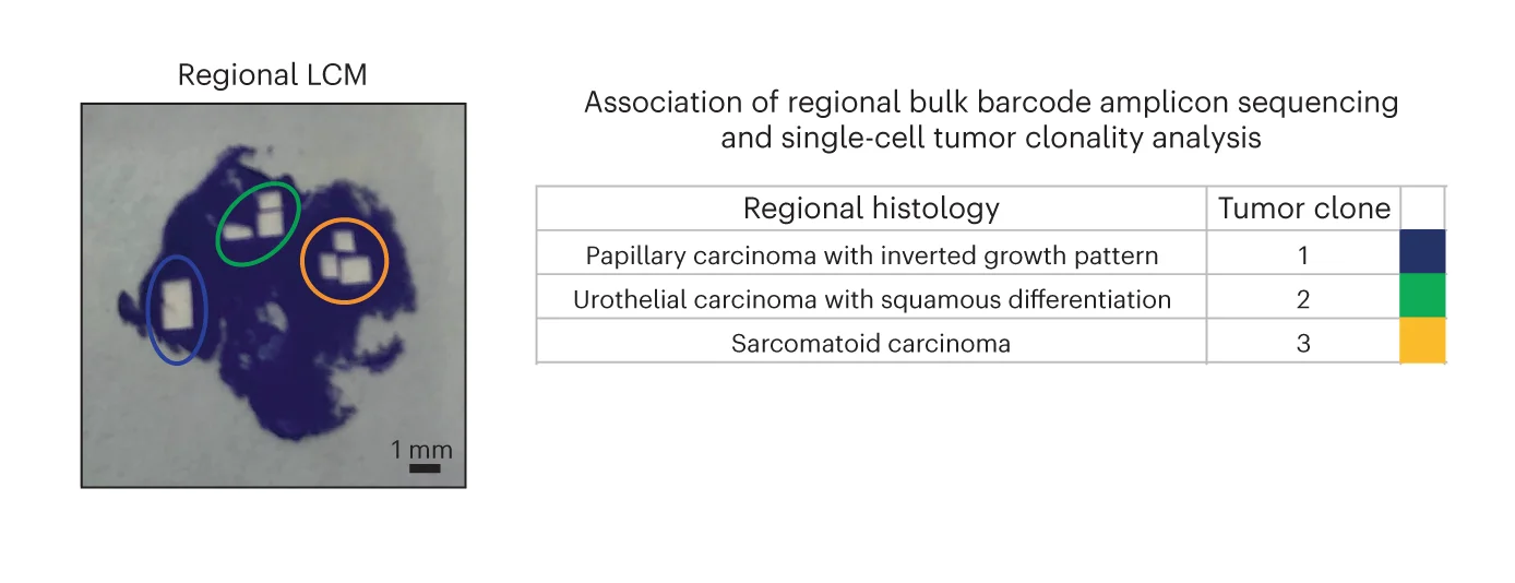 Open access visualization of Microscopy, Table Image, Tumor Tissue, LCM, Histology